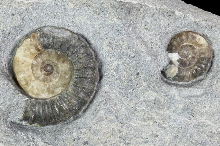 Ammonite (Promicroceras) Fossils - Lyme Regis #102887